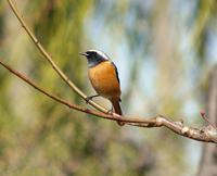 딱새 [daurian redstart]