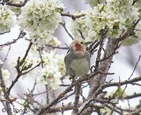 Chestnut-cheeked Starling » Sturnus philippensis