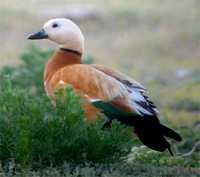 Ruddy Shelduck