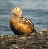 An immature male Steller's Eider, photographed on Oland Island