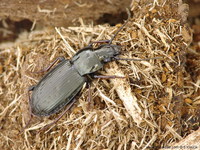 Pterostichus oblongopunctatus