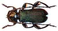 Ropalopus ungaricus