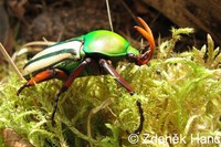 Eudicella gralli