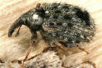 Cleopus pulchellus