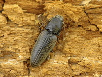 Dicronychus cinereus