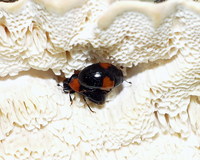 Tritoma bipustulata