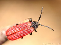 Pyropterus nigroruber
