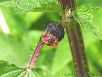 Oiceoptoma thoracicum - Red-breasted Carrion Beetle