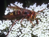 Vespa crabro - European Hornet