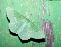 Geometra papilionaria - Large Emerald