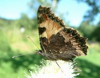 Aglais urticae urticae - Small Tortoiseshell