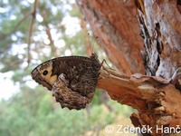 Hipparchia fagi - Woodland Grayling