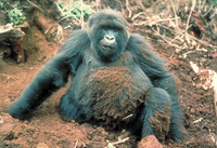 Mountain gorilla (Gorilla beringei beringei)