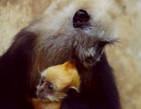 White-headed langur (Trachypithecus poliocephalus leucocephalus)