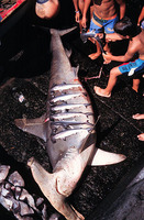 Sphyrna zygaena, Smooth hammerhead: fisheries, gamefish