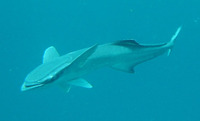 Remora remora, Common remora: fisheries