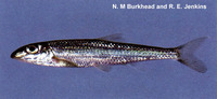 Erimystax cahni, Slender chub: