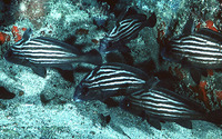 Pareques acuminatus, High-hat: fisheries, aquarium