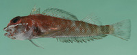 Helcogramma fuscopinna, Blackfin triplefin: