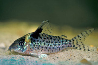 Corydoras ambiacus, Spotted corydoras: aquarium