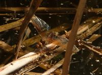 Aeshna grandis - Brown Hawker