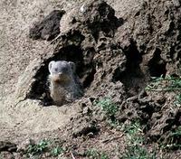 Image of: Mungos mungo (banded mongoose)