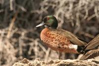 Anas castanea - Chestnut Teal