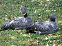 Chauna torquata - Southern Screamer