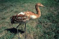 Grus americana - Whooping Crane