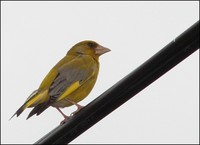 Carduelis chloris - European Greenfinch