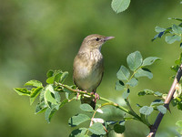 Locustella fluviatilis - Eurasian River Warbler