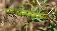 Image of: Hyles lineata (white-lined sphinx moth)