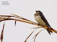 Image of: Hirundo rustica (barn swallow)