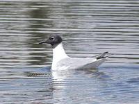 Image of: Larus philadelphia (Bonaparte's gull)