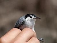 Image of: Polioptila plumbea (tropical gnatcatcher)