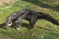 Myrmecophaga tridactyla - Giant Anteater