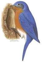 Image of: Sialia sialis (eastern bluebird)