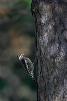 Image of: Sphyrapicus varius (yellow-bellied sapsucker)