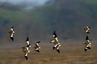 Image of: Vanellus cinereus (grey-headed lapwing)