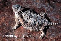 Image of: Phrynosoma solare (hornytoad and horned toad)