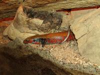 Mochlus fernandi - True Fire Skink