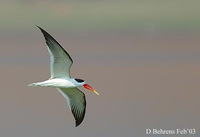 Indian Skimmer - Rynchops albicollis