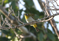 Ambon White-eye - Zosterops kuehni