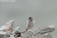 Brandt's Mountain Finch - Leucosticte brandti