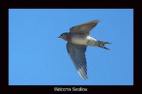 Welcome Swallow