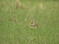 Little Bustard - Tetrax tetrax