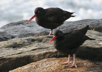 Black Oystercatcher - Haematopus bachmani