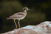 Great Thick-knee - Burhinus recurvirostris