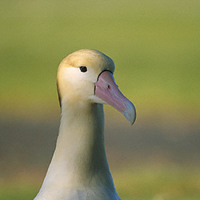 Short-tailed Albatross (Phoebastria albatrus) photo