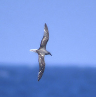 Fea's Petrel (Pterodroma feae) photo